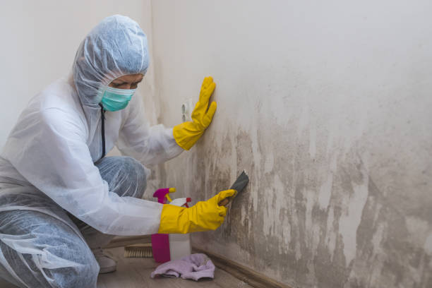 Environmental Consulting for Mold Prevention in Lucerne, CA